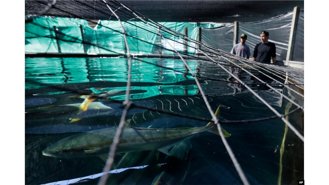 FILE - California yellowtail swim in a tank as project manager Federico Rotman, left, and technician Patrick Appel, of the Hubbs SeaWorld Institute, look on at their facility in San Diego, Nov. 17, 2015.