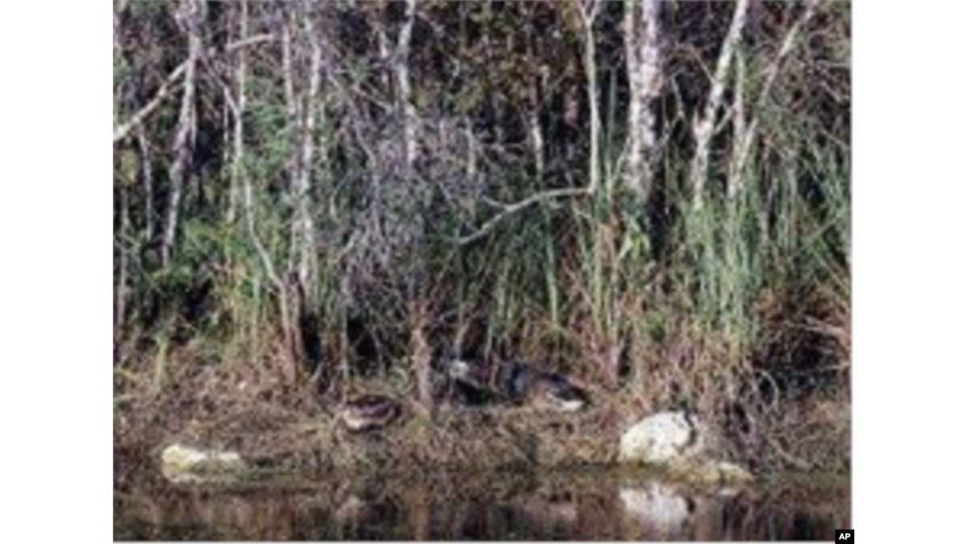 If you look carefully between the two white rocks, you'll spot a couple of sunning gators, waiting for their next splash - and meal.