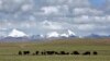 བོད་ནང་གི་ཁོར་སྲུང་སྐྱོབ་ཚོགས་པས་སྐྱེ་དངོས་སྣ་མང་གི་ཉིན་མོ་སྲུང་བརྩི། 