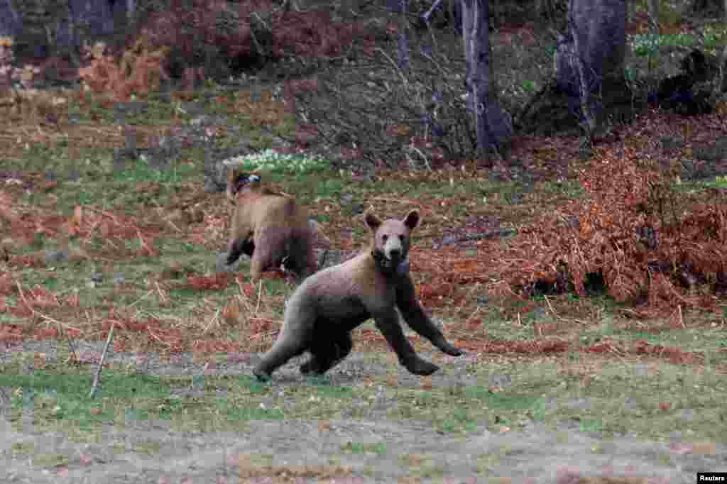 Brown bear cubs Bradley and Cooper are released into the forest from the NGO Arcturos' bear sanctuary in the village of Nymfaio, near Florina, Greece.