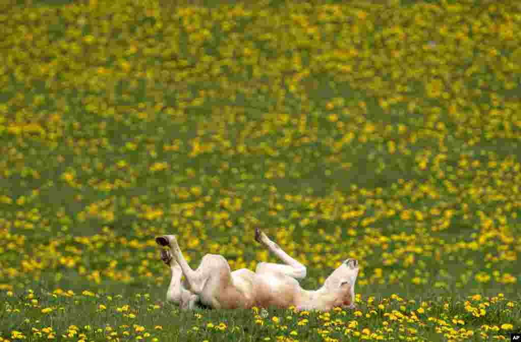 A Haflinger foal relaxes during this years's first turn-out to grass at Europe's largest Haflinger stud-farmin Meura, central Germany.