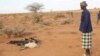Man looks at carcass of his goats which died due to the severe drought in the Togdher region of Somaliland. (Photo: A. Osman / VOA)