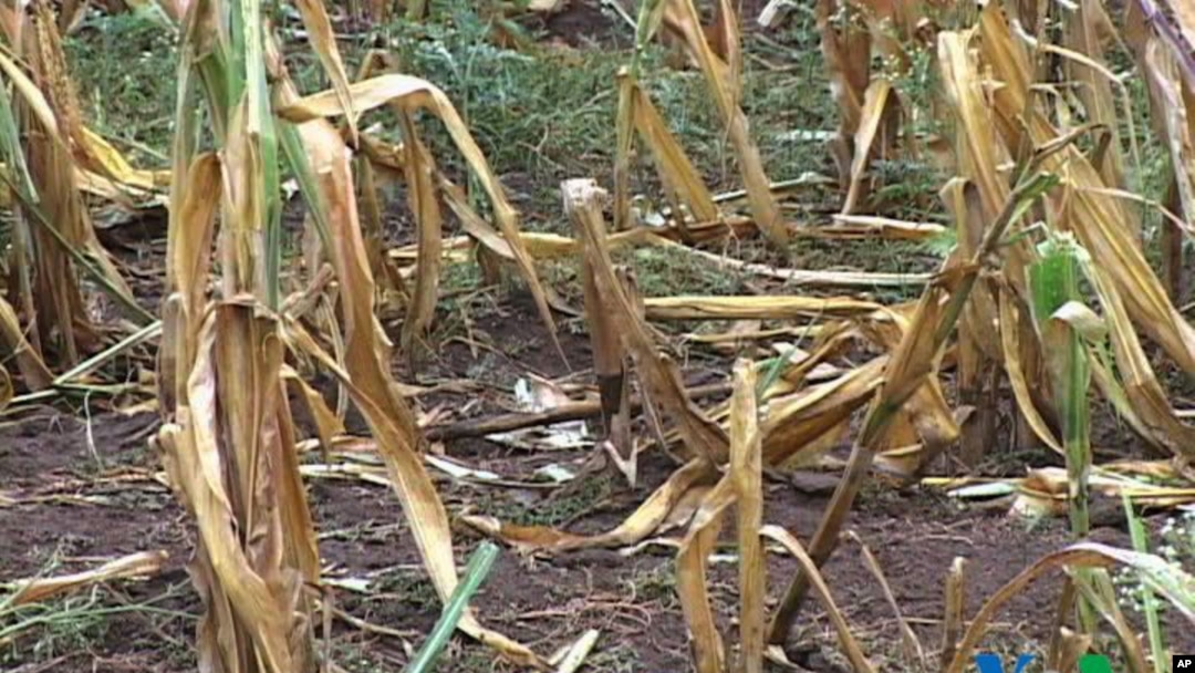 WFP Says Climate Change Increasing World Hunger