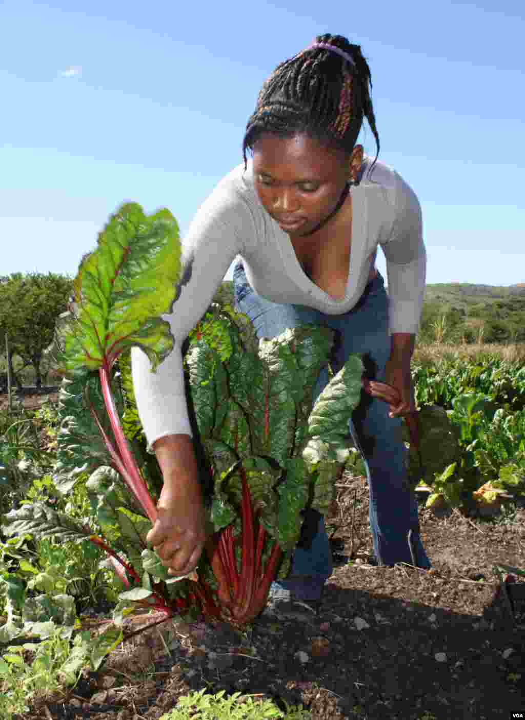One of the home’s caregivers helps patients to harvest vegetables for the day’s meals (VOA/Taylor)