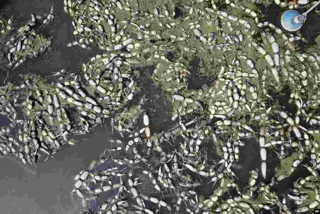In this photo taken by drone, aquatic tubers known as lotus roots are seen in the field in the Huangpi district of Wuhan in central China's Hubei province, April 6, 2020.