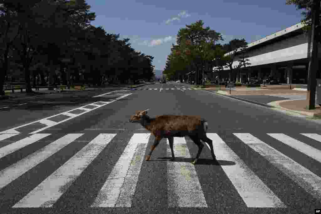 A deer crosses a pedestrian crossing in Nara, Japan.