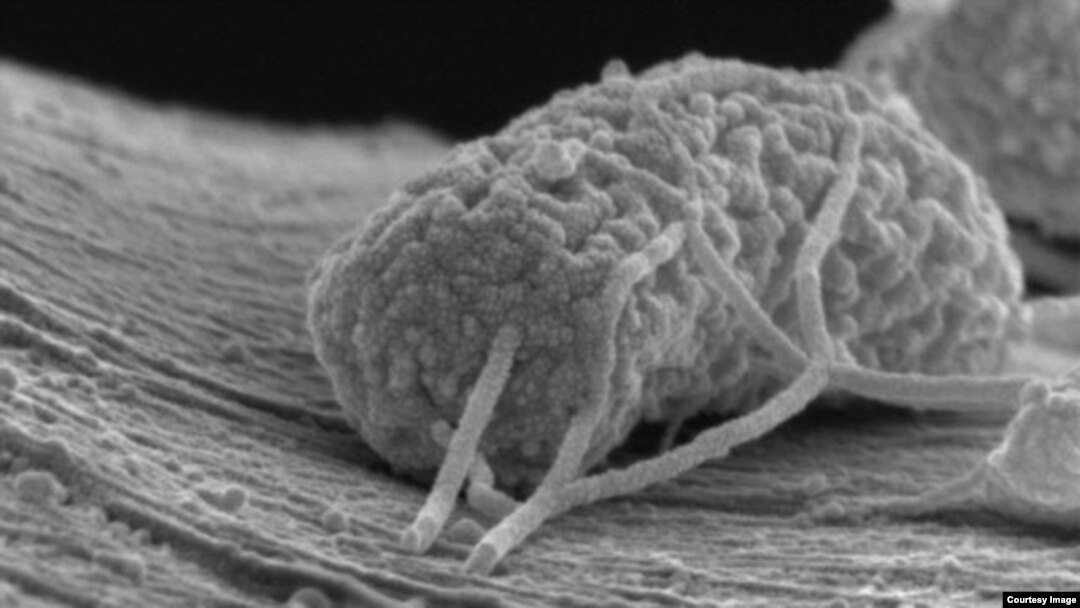 Un microbio aferrado a un filamento de carbono actúa como un eficiente conductor eléctrico.