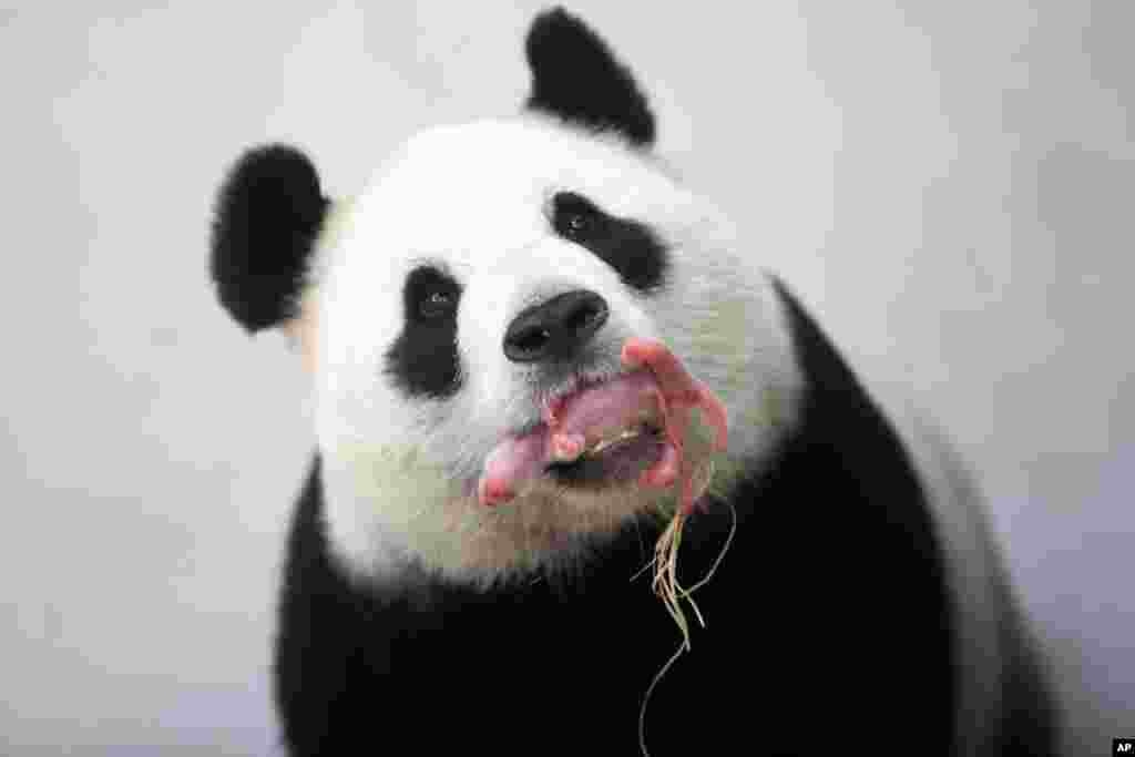 Seekor induk Panda, Hao Hao membawa bayinya yang baru lahir dengan mulutnya di sebuah taman kota Brugelette, Belgia.