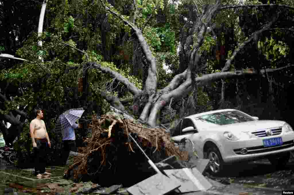 Men look at a fallen tree atop a car after heavy rainfall from Typhoon Matmo in Fuzhou, Fujian province, China, July 23, 2014.