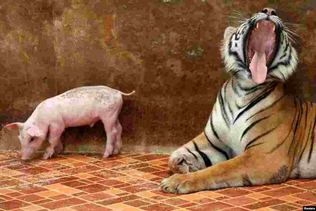 Seekor harimau menguap di dekat anak babi di kebun binatang Sriracha, di Chonburi, Thailand.