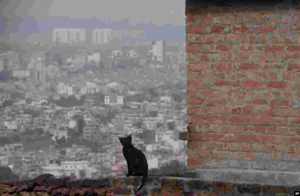 A cat sits on the balcony of a house during lockdown to control the spread of the new coronavirus in Kathmandu, Nepal.