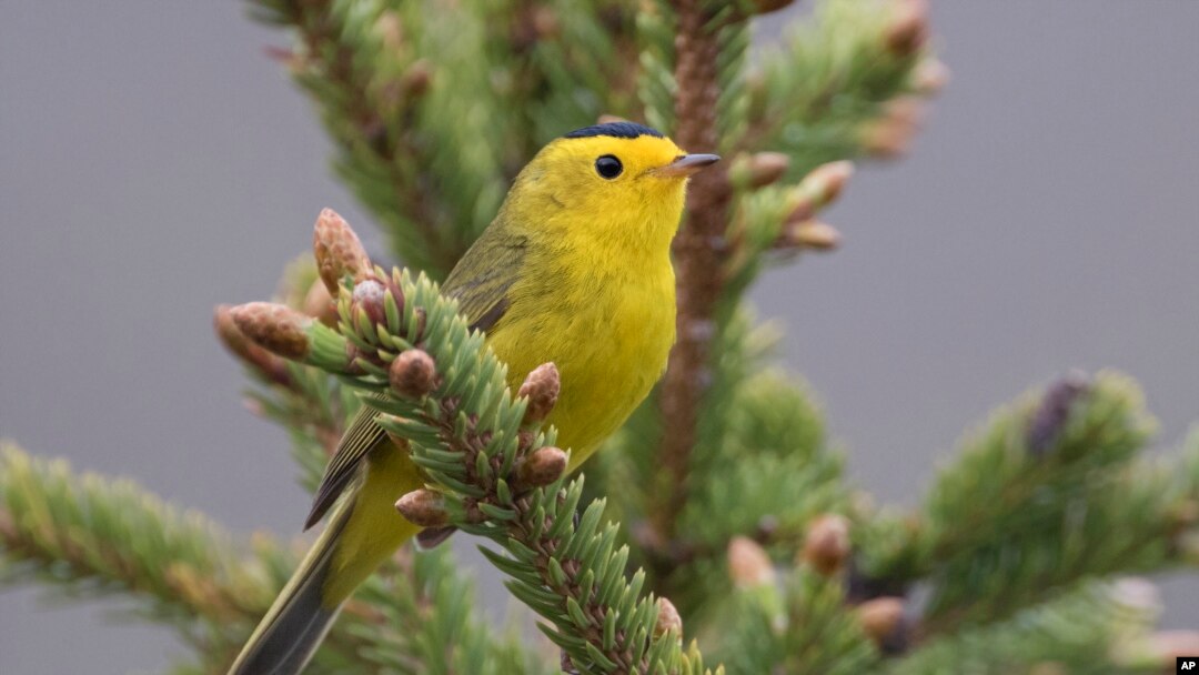 This photo provided by the U.S. Fish & Wildlife Service shows a Wilson's warbler bird in Alaska. The American Ornithological Society announced Nov. 1, 2023, that birds in North America will no longer be named after people.