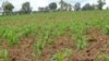 Ministério do Interior lança projectos para produção agrícola nas cadeias