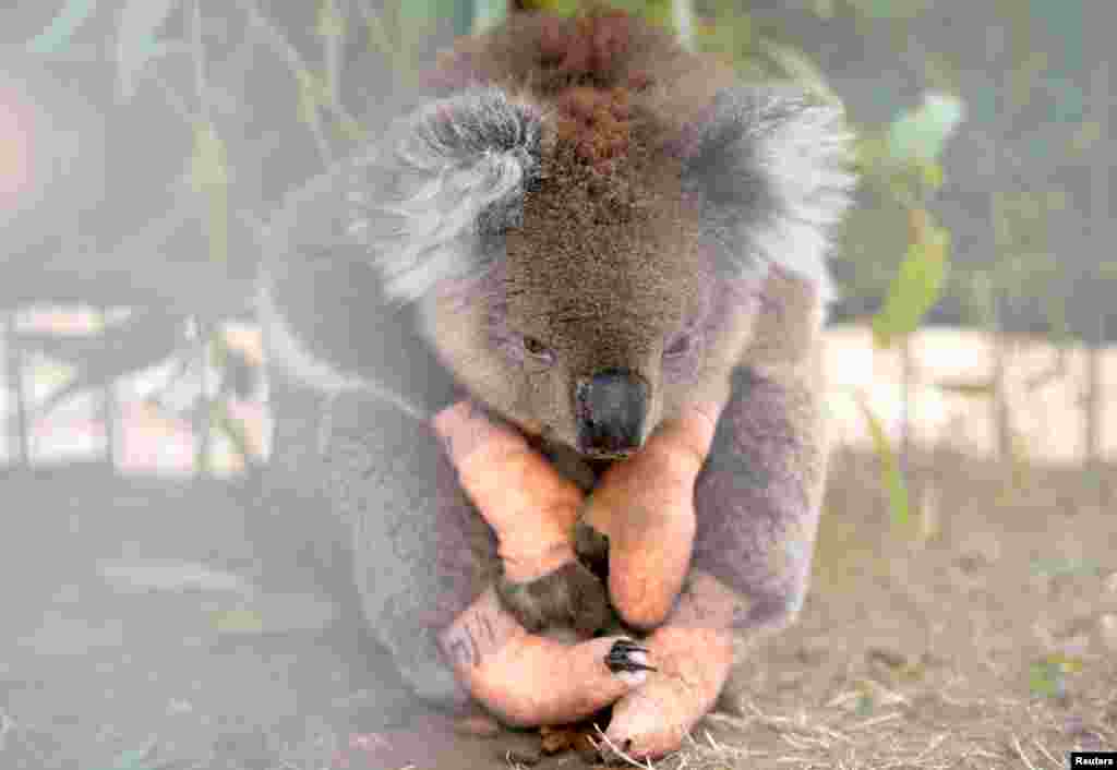 An injured koala sits at the Kangaroo Island Wildlife Park, at the Wildlife Emergency Response Centre in Parndana, Kangaroo Island, Australia.