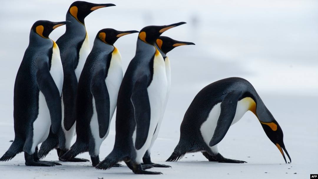 (FILES) In this file photo taken on October 06, 2019 King penguins are seen at Volunteer Point, north of Stanley in the Falkland Islands (Malvinas), a British Overseas Territory in the South Atlantic Ocean, on October 6, 2019. 