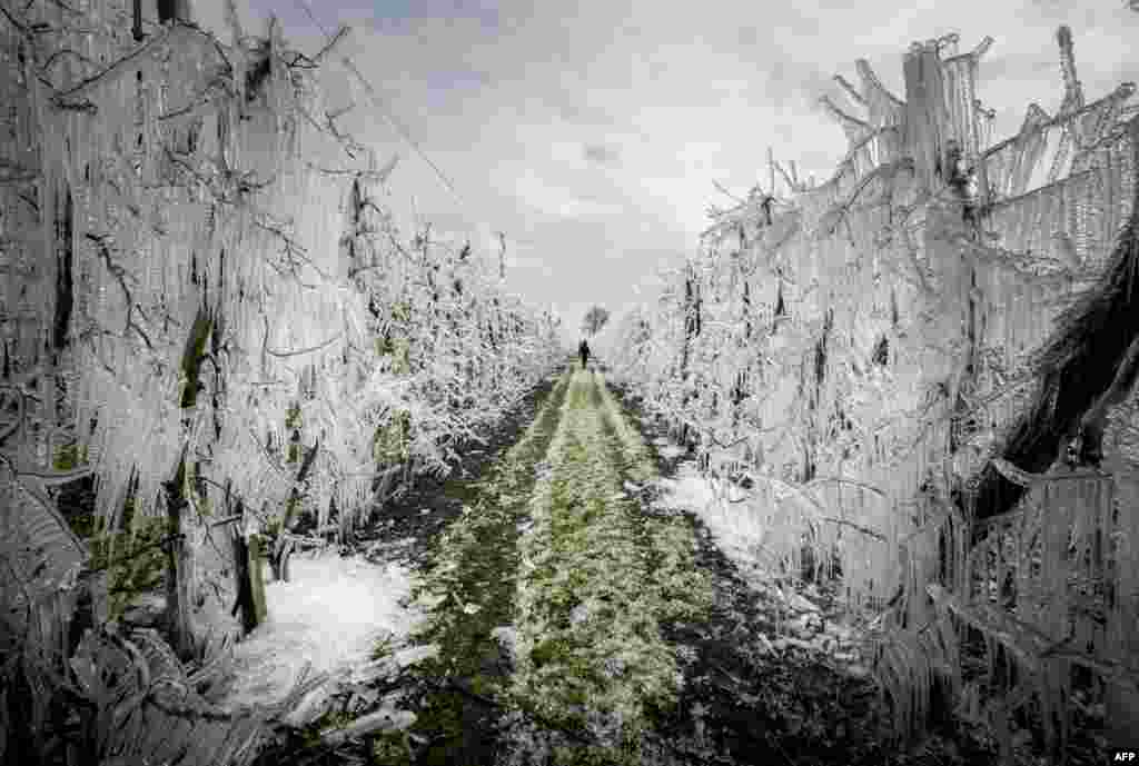 A man walks through an alley of artificially frozen apple trees covered with melting ice in an apple orchard outside the village of Miloslavov-Alzbetin Dvor near Bratislava, Slovakia. Apple growers protect the blooming apple flowers from the freezing during night's low temperatures by icing them with over-tree sprinkler systems.