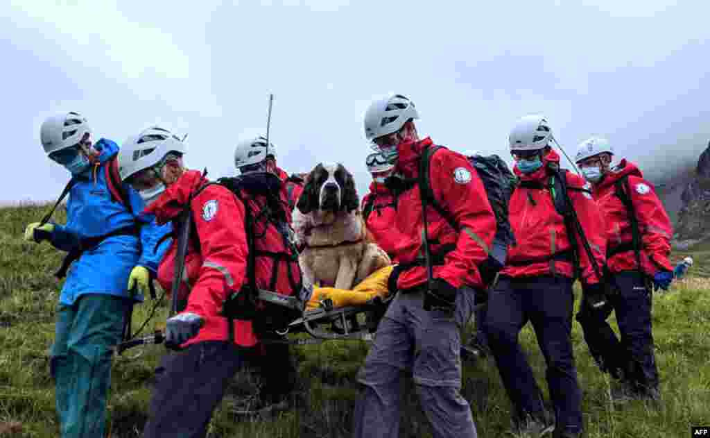 A handout picture released by Wasdale Moutain Rescue on July 26, 2020 shows volunteers carrying Daisy, a 55kg St. Bernard dog down from Scafell pike, one of England's highest peaks near Grasmere in northwest England.
