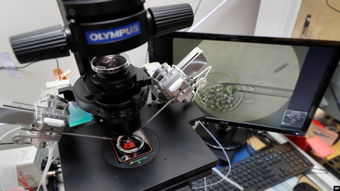 FILE - Lab staff use a microscope and articulated hand controls to extract cells from 1- to 7-day-old embryos, shown on the monitor at right, that are then checked for viability at the Aspire Houston Fertility Institute in vitro fertilization lab, Feb. 27, 2024, in Houston.