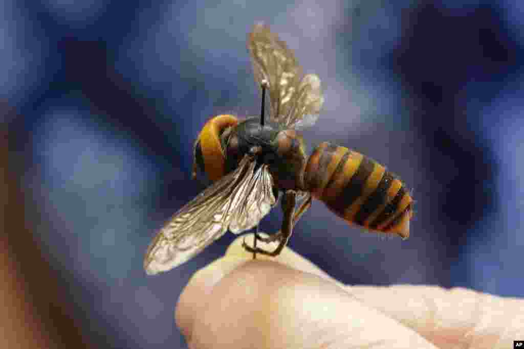 A dead Asian giant hornet sent from Japan is held on a pin by Sven Spichiger, an entomologist with the Washington State Department of Agriculture, May 4, 2020, in Olympia, Washington.