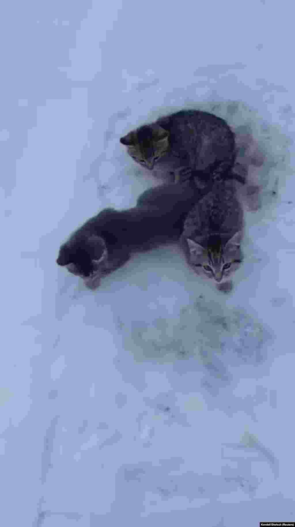Cats frozen to the ground near Drayton Valley, Alberta, Canada, Jan. 22, 2020 are seen in this still image taken from a video obtained on social media.