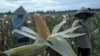 Indonesia’s Goal of Food Sovereignty Remains a Work in Progress