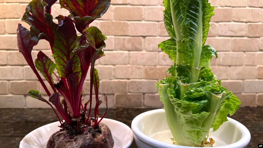 This September 20, 2022 image provided by Jessica Damiano shows beet greens, left, and Romaine lettuce grown indoors from kitchen scraps. (Jessica Damiano via AP)