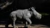 Silverio, un rinoceronte blanco de 12 días de nacido, de pie junto a su madre Hannah, durante su presentación en el zoológico Buin de Santiago de Chile, el martes 2 de julio de 2024. 
