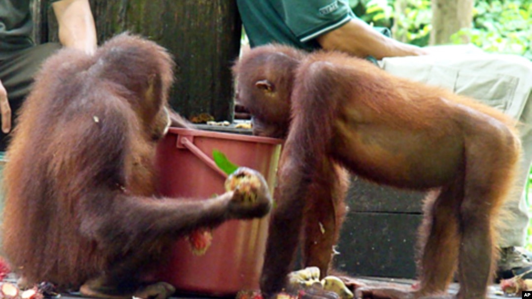 Sepilok Rehabilitation Center in Sandakan, Malaysia