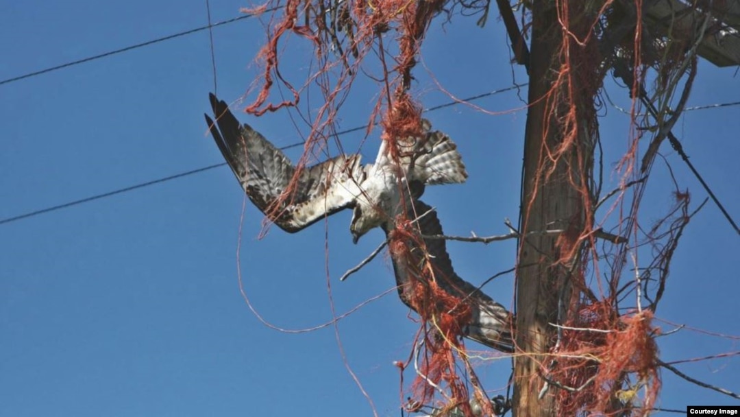 This is how ospreys’ unhealthy affinity for baling twine can kill. Idaho Fish and Game biologist Beth Waterbury rescued this osprey in the nick of time. (Beth Waterbury, Idaho Fish and Game)