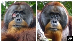 ภาพเปรียบเทียบของลิงอุรังอุตังที่ชื่อว่าราคัส ระหว่างที่หน้าเป็นแผลในเดือนมิถุนายน 2022 และใบหน้าที่หายกลับเป็นปกติในเดือนสิงหาคม (ทีมา: Suaq foundation via AP)