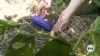 Dirt-powered sensors help farmers optimize their fields