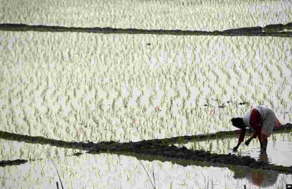 An Indian woman works in a paddy field on the outskirts of Gauhati, India.
