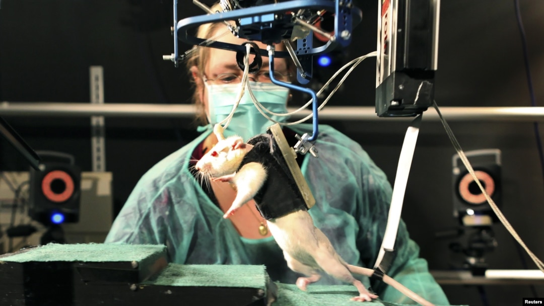 A researcher observes a rat walking on its hind legs during an experiment involving spinal cord injuries, at the Center for Neuroprosthetics and Brain Mind Institute in Ecublens, Switzerland, May 31, 2012.