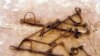 Slave shackles