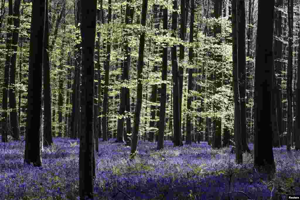 Wild bluebells are pictured in the Hallerbos, also known as the "Blue Forest", that had to be closed to groups of tourists this year due to the coronavirus disease (COVID-19) outbreak, near Halle, Belgium.