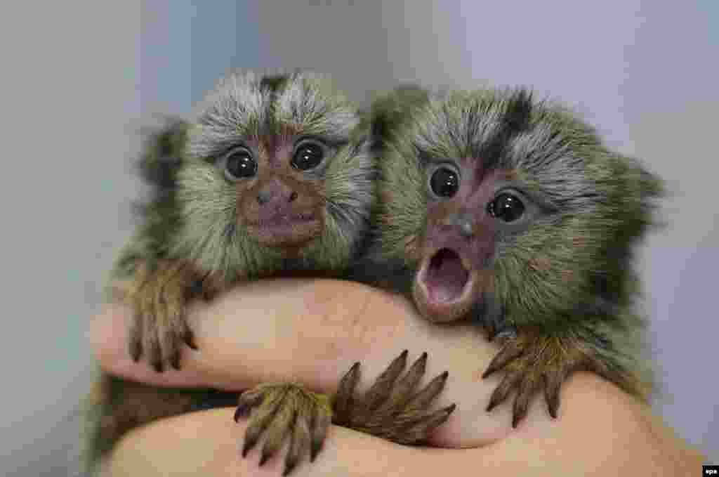 Dua ekor marmoset, sejenis kera langka, yang disita pihak berwajib dari penyelundup binatang di Seoul, Korea Selatan.
