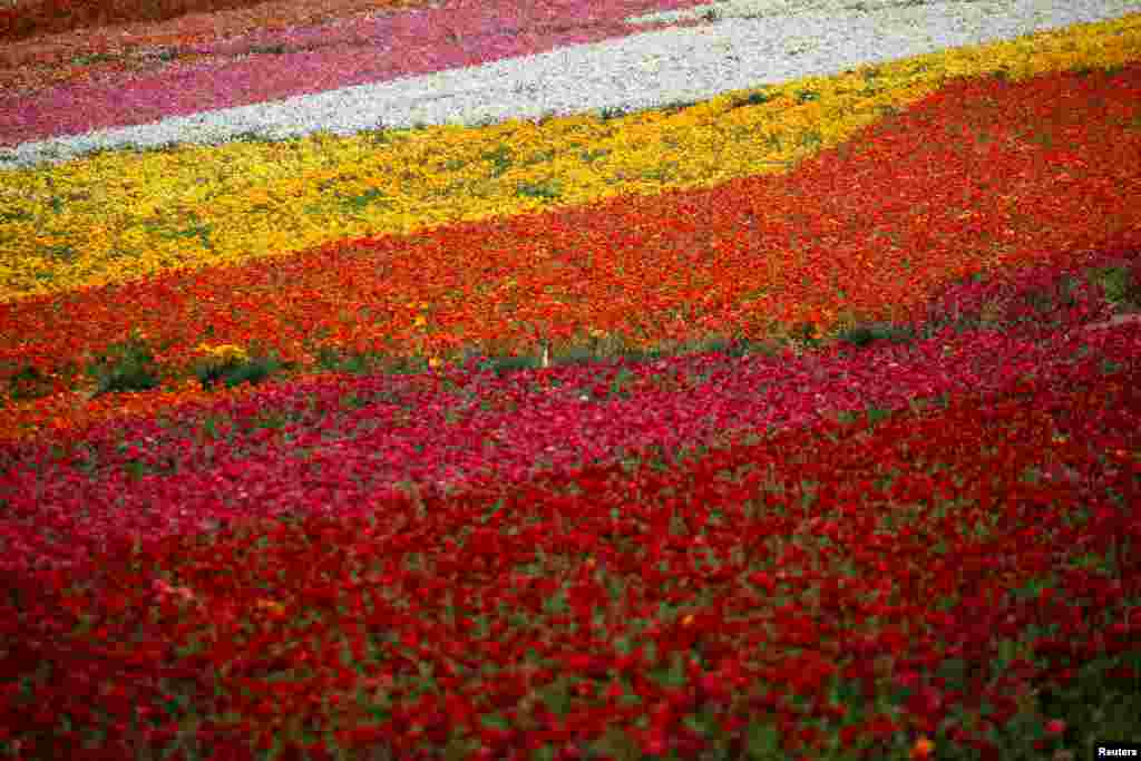 Fields of flowers are seen without onlookers during the coronavirus outbreak in Carlsbad, California, March 25, 2020.