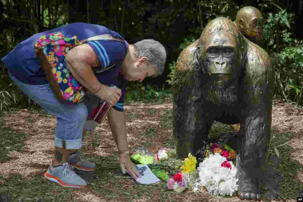 Eula Ray of Hamilton, whose son is a curator for the zoo, reads a sympathy card beside a gorilla statue outside the Gorilla World exhibit at the Cincinnati Zoo & Botanical Garden in Cincinnati, Ohio, May 29, 2016. A special zoo response team shot and killed Harambe, a 17-year-old gorilla, that grabbed and dragged a 4-year-old boy who fell into the gorilla exhibit moat on May 28, 2016.