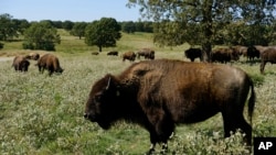 FILE - A herd of bison grazes during midday at a Cherokee Nation ranch in northeastern Oklahoma on Sept. 27, 2022.