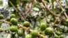 El aumento del calor enferma los cafetales de El Salvador