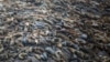 As focas também se abatem, dizem pescadores do Namibe